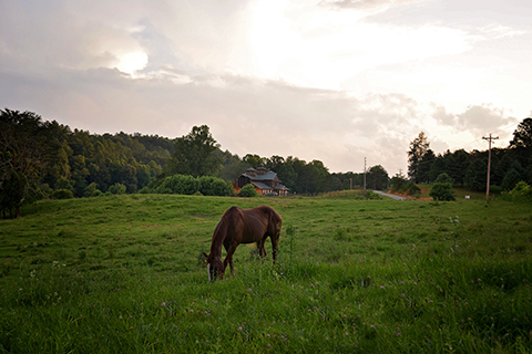 A brown horse grazes peacefully in a beautiful field at Appalachian Trail Rides at S&T Stables in Mineral Bluff, Georgia, where guests staying at Xplorie participating properties can enjoy a free One Hour Trail Ride.