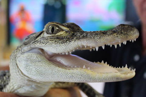 An alligator at the Alligator and Wildlife Discovery Center in Madeira Beach, Florida, which is available for free at Xplorie participating properties.