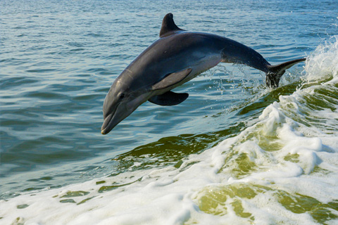 Passengers enjoy a free morning dolphin cruise aboard the Cattywampus in Fort Walton Beach, Florida, which is available for free to guests staying at Xplorie participating properties.