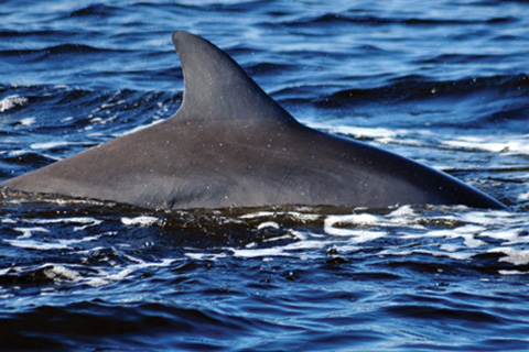 Dolphin sighting in Orange Beach, Alabama aboard Cetacean Cruises with a free admission from Xplorie.