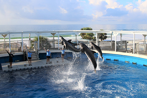 Dolphins preform during a show at the Gulfarium in Fort Walton Beach, Florida, where guests staying at Xplorie participating properties can enjoy a free admission.