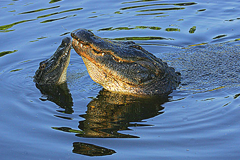 Alligators at the St. Augustine Alligator Farm in St. Augustine, Florida, where guests can get a free admission at Xplorie participating properties.